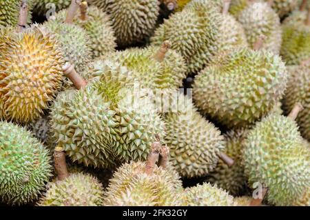 Durian (Re della frutta) Foto Stock