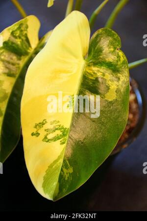 Bella foglia di marmo giallo e verde di Philodendron Burle Marx variegato Foto Stock