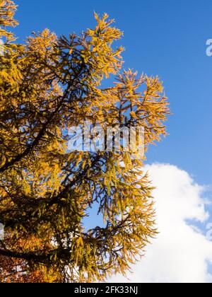 Le larve d'oro autunnali a Sinjugahara nel Parco Nazionale di Nikko, Giappone Foto Stock