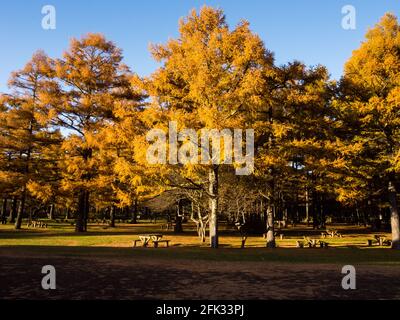 Le larve d'oro autunnali a Sinjugahara nel Parco Nazionale di Nikko, Giappone Foto Stock