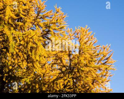 Le larve d'oro autunnali a Sinjugahara nel Parco Nazionale di Nikko, Giappone Foto Stock