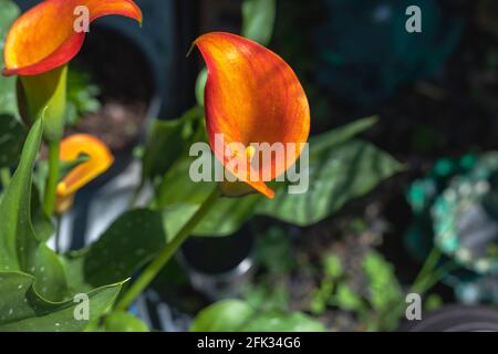 Zantedeschia è un genere di otto piante erbacee, perenni, fiorite della famiglia delle Aracee, coltivate in un giardino. Foto Stock