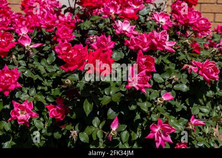 le rose di floribunda produrranno la crescita sana e le fioriture colorate anno dopo anno nel giardino. Foto Stock