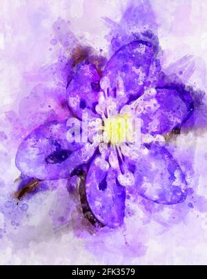 Pittura acquerello di liverwort (Hepatica nobilis) in piena fioritura. Foto Stock