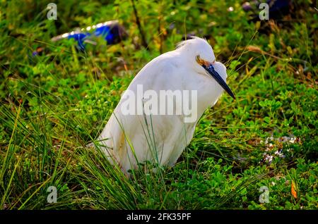 Un grande egret dorme tra bottiglie di birra e altre lettiere a bordo strada, 27 aprile 2021. Questo egret può essere stato ammalato o ferito. Foto Stock