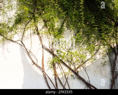 Creeping pianta sulla parete bianca del giardino cinese classico Foto Stock