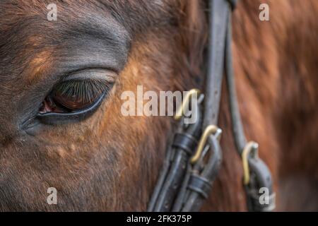 Primo piano di un occhio di cavalli e briglia. Foto Stock