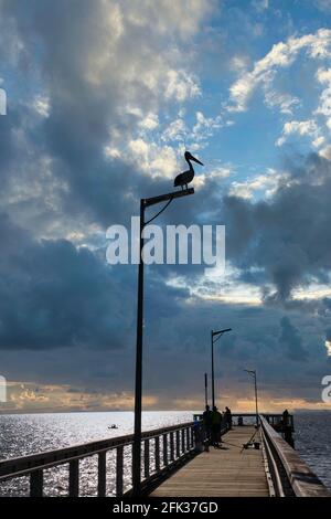 Pelican seduto su un palo luminoso con un cielo drammatico sullo sfondo Foto Stock