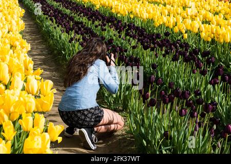 Mount Vernon, WA, USA - 8 aprile 2016: Donna che fotografa i campi di tulipani durante il festival dei tulipani della valle di Skagit Foto Stock
