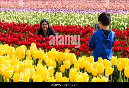 Mount Vernon, WA, USA - 8 aprile 2016: Ragazzo fotografando madre nei campi di tulipani durante il festival dei tulipani della valle di Skagit Foto Stock