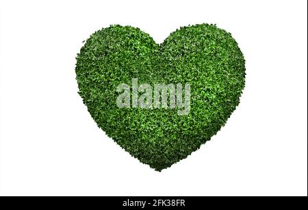 Foglie verdi a forma di cuore isolato sfondo bianco. Foto Stock