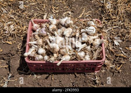 Aglio: Mazzo di aglio fresco raccolto su terreno. Teste appena scavate di bulbi all'aglio. Foto Stock