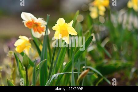Primo piano di Narcissus in fiore giallo Pseudonarcissus che cresce nel giardino all'inizio della stagione primaverile, profondità di campo poco profonda. Foto Stock