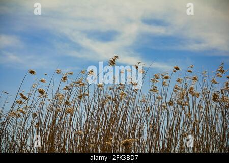 erbe essiccate sulla riva del canale Foto Stock