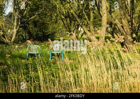 erbe essiccate sulla riva del canale Foto Stock