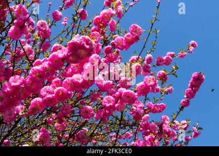 Mandorla fiorita Prunus triloba "Rosenmund" Foto Stock