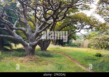 Albero con lichene e muschio nel parco - bellissimo mistero albero sfondo con percorso erboso in autunno Foto Stock