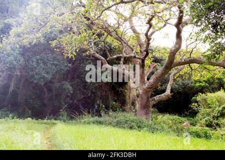 Albero in foresta con percorso in erba, magico sfondo vecchio albero Foto Stock