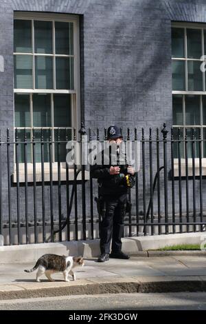 Larry, il gatto, fa una passeggiata mattutina davanti ad un poliziotto a Downing Street, Westminster, Londra, Regno Unito Foto Stock