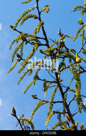 Catkins di pioppo nero su rami Topulus nigra catkins Foto Stock