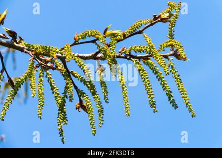 Catkins di pioppo nero, balsamo di gilead, legno di cottonwood nero (Populus nigra), infradescence Repubblica Ceca ramo di pioppo Foto Stock