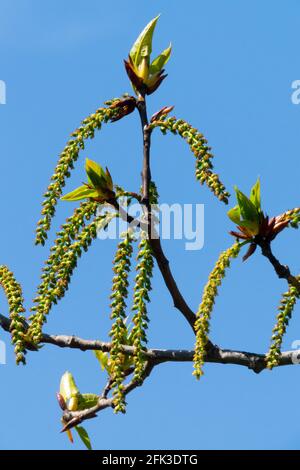 Catkins di pioppo nero Topulus nigra Foto Stock