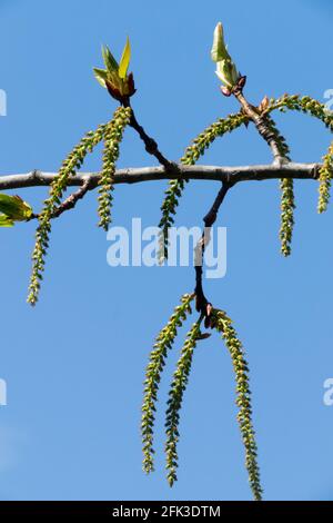 Catkin nero di pioppo Foto Stock