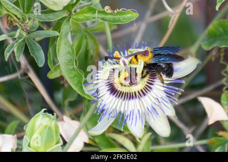 Ape carpentiere (Xylocopa violacea) su una passiflora caerulea Foto Stock