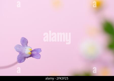 Kenilworth Ivy, Cymbalaria muralis. Con immagine su sfondo rosa Foto Stock