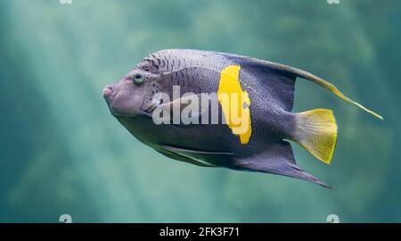 Vista ravvicinata di un angelo di Yellowbar (Pomacanthus maculosus) Foto Stock