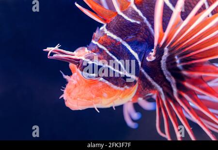 Vista ravvicinata di un pesce leone Clearfin (Pterois radiata) Foto Stock