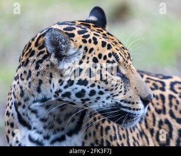 Vista ravvicinata di una Jaguar femminile (Panthera onca) Foto Stock