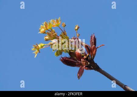 Acer platanoides "Deborah", fiore d'acero Foto Stock