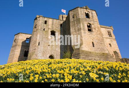 Warkworth, Northumberland, Inghilterra. Il castello di Warkworth del XIV secolo, primavera, tappeto di narcisi dorati su una collina. Foto Stock