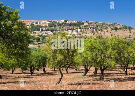 Agrigento, Sicilia, Italia. Mandorli in paesaggio agricolo accanto alla Via Sacra, Valle dei Templi. Foto Stock