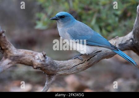 Mexican Jay (Aphelocoma wollweberi) arroccato su un ramo Foto Stock