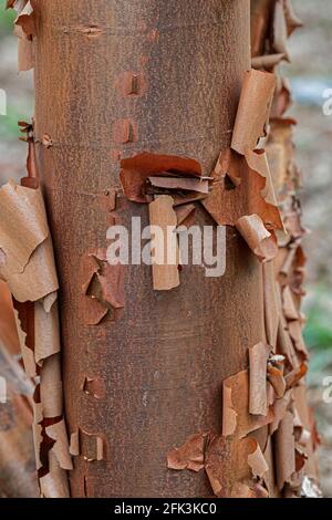 Acero di Paperbark, Acer griseum Foto Stock