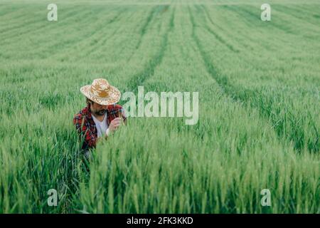 Agronomo che esamina lo sviluppo di raccolto di grano verde in campo, operaio di fattoria maschile adulto con cappello di paglia e camicia di plaid che lavora su terreni agricoli Foto Stock