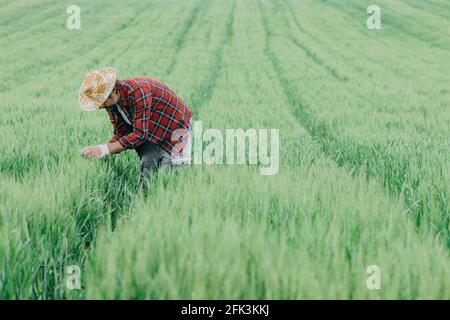 Agricoltore che ispeziona lo sviluppo del raccolto di grano verde in campo, agronomo maschile adulto con cappello di paglia e camicia di plaid che lavora su terreni agricoli Foto Stock