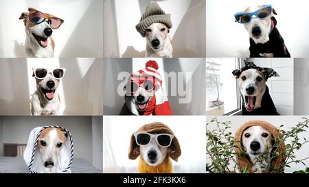Collage di video con i cani divertenti che parlano con l'altro in linea sotto forma di una chiamata. Divertente jack russells, ciascuno con la propria atmosfera in video CH online Foto Stock