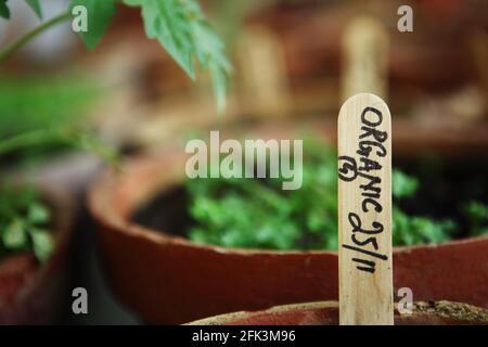 Erbe e verdure che crescono organicamente in pentole di piantatura sul balcone di un bungalow. Foto Stock