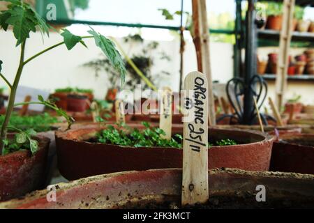 Erbe e verdure che crescono organicamente in pentole di piantatura sul balcone di un bungalow. Foto Stock