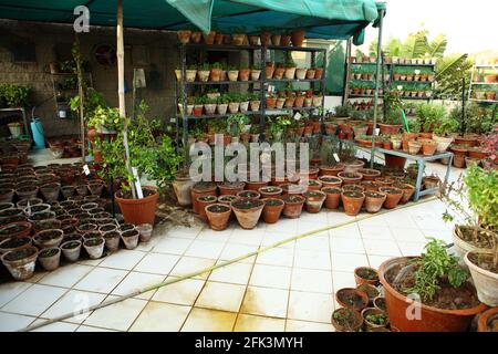 Erbe e verdure che crescono organicamente in pentole di piantatura sul tetto di un bungalow. Foto Stock