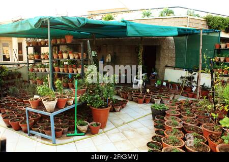 Erbe e verdure che crescono organicamente in pentole di piantatura sul balcone di un bungalow. Foto Stock