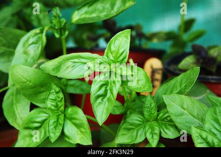 Basilico che cresce organicamente in pentole di piantatura sul balcone di un bungalow. Foto Stock