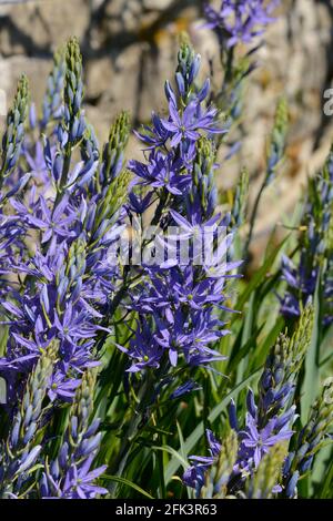 Camassia leichtlinii subsp suksdorfii caerulea Gruppo racemi di forma stellare Viola blu fiori Camass gruppo Caerulea Foto Stock