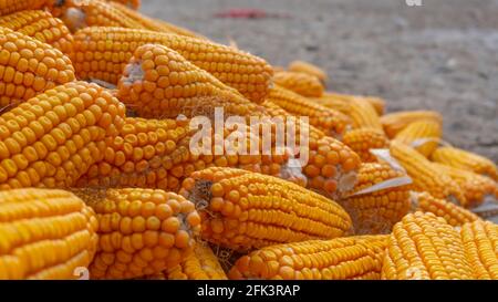 Mucchio di mais giallo sano. Grani maturi freschi per asciugare. Grani di mais maturi su cob. Foto Stock