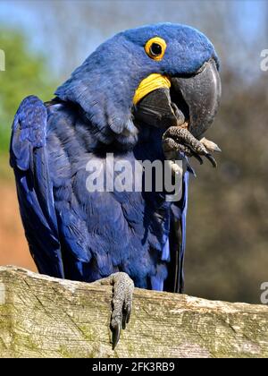 Ritratto di profilo giacinto blu macaw (Anodorhynchus hyacinthinus) Foto Stock