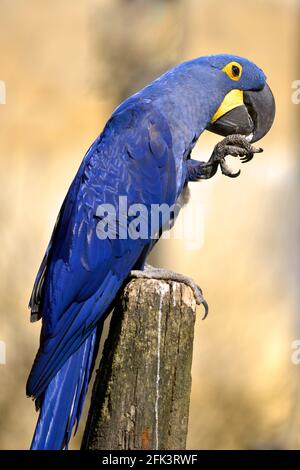 Closeup macaw blu giacinto (Anodorhynchus hyacinthinus) visto dal profilo e appollaiato su palo di legno Foto Stock