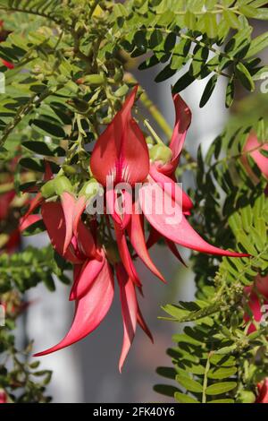 Il disegno di legge del Parrot della Nuova Zelanda, Clianthus puniceus, fiori al sole di primavera Foto Stock